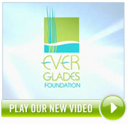 Everglades Video