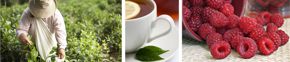 Tea & Hot Beverages