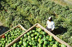 Agriculture